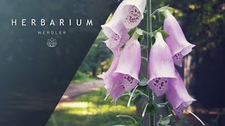 Digitalis purpurea  Foxglove [upl. by Karb715]