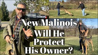 New Malinois  Will He Protect His Owner [upl. by Georas]