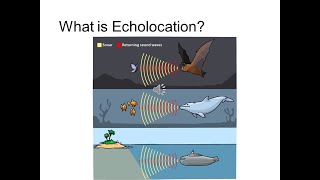 What is Echolocation [upl. by Sibilla]