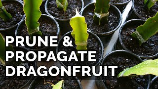 Easy Dragon Fruit Propagation and Pruning Technique [upl. by Anahgem]