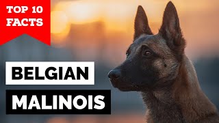 Belgian Malinois  Top 10 Facts [upl. by Irtimid516]