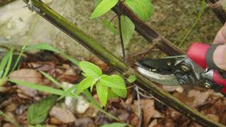 Pruning Perennial Plants Salvia Care [upl. by Aihsena125]