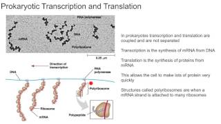 Prokaryotic Transcription and Translation [upl. by Krystal]