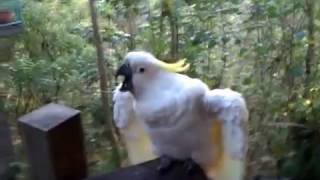 Australian Cockatoo Mating Call [upl. by Daiz]