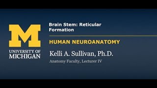 Nervous System Reticular Formation [upl. by Garcia]