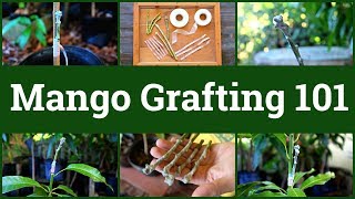 Mango Grafting 101 [upl. by Arit]