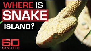 Explainer Brazils deadly Snake Island  60 Minutes Australia [upl. by Agrippina]