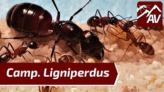 Camponotus LigniperdusLigniperda  Giant Forest Ant Guide [upl. by Renita]