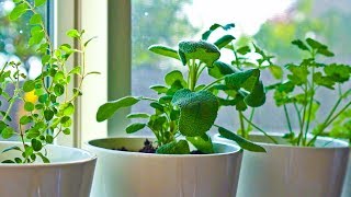 Drying Herbs in the Deluxe Air Fryer  Adventures in Everyday Cooking [upl. by Henrieta]