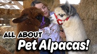 Alpaca Basics for New Owners [upl. by Ahsiugal]