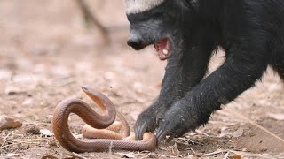 A Honey Badger and Mole Snake Fight to the Death [upl. by Habas844]