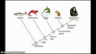 Cladograms  Betterlesson [upl. by Ateikan767]