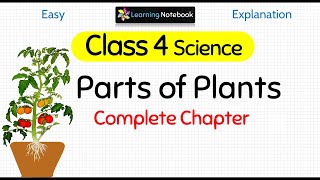 Class 4 Science Parts of Plants [upl. by Ramedlab]