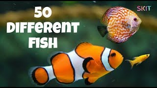 50 Different Fish name  Beautiful  types of fish [upl. by Blinni315]