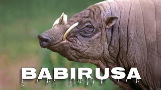 Babirusa sound [upl. by Eniahpets]