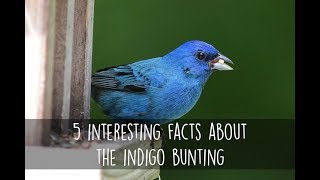 5 Interesting Facts About the Indigo Bunting [upl. by Jalbert810]