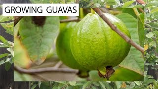 How To Grow Guavas  3 Delicious Guava Varieties For You [upl. by Newfeld523]