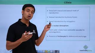 Class 11th – Protozoans – Ciliata  Biological Classification  Tutorials Point [upl. by Htilil]