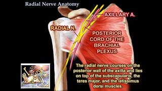 Radial Nerve Anatomy  Everything You Need To Know  Dr Nabil Ebraheim [upl. by Ap]