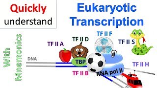 Eukaryotic Transcription [upl. by Gavrilla]