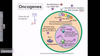 Types of oncogene [upl. by Creath]