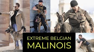 EXTREME BELGIAN MALINOIS  TACTICAL K9 GERMANY [upl. by Tarrah]