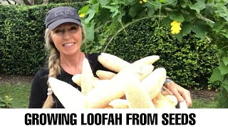 Growing Loofah LuffaSponge Urban Farming how to grow luffa [upl. by Enimajneb]