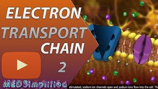 Electron Transport Chain ETC Part 2 [upl. by Uthrop]