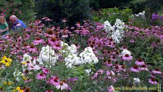 How to Grow Echinacea  Purple Coneflower [upl. by England]