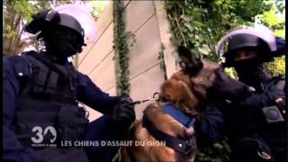 Les chiens du GIGN [upl. by Kessel]