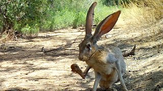 Barking Jackrabbit [upl. by Haag]