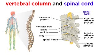 Venous Drainage of the Brain Dr Adel Bondok [upl. by Enoj725]