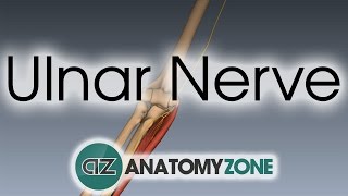 Ulnar Nerve  3D Anatomy Tutorial [upl. by Arfihs218]