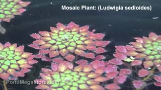 Mosaic Plants Ludwigia Sedoides very cool tropical pond plant rosettes [upl. by Melita457]