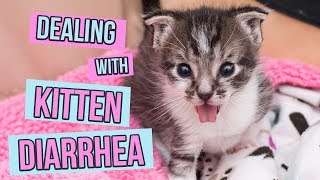 How to Deal With Kitten Diarrhea [upl. by Avek]