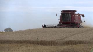 Harvesting Wheat in Lodi Township Michigan Case 2388 Combine [upl. by Haisi909]