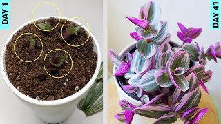 Growing Tradescantia From Stem Cuttings [upl. by Sherill]