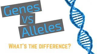 Genes vs Alleles [upl. by Iren]