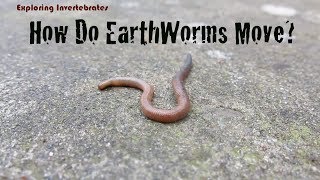 Exploring Invertebrates  How Do Earthworms Move [upl. by Hoon]