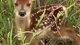 Baby deer sound [upl. by Janos]