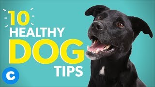 10 Healthy Dog Tips to Help Your Dog Live Longer  Chewy [upl. by Aitnahs]