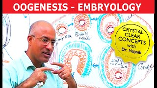 Oogenesis  Gametogenesis  Embryology🩺 [upl. by Akimik86]