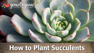 How to Plant Succulents [upl. by Barn]