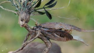 5 Real Fairies Caught on Camera [upl. by Daffie586]