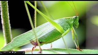 Understanding Insect Sounds Natures Orchestra [upl. by Ashbey]