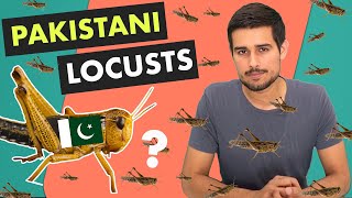 Locust Attack in India  Explained by Dhruv Rathee [upl. by Ahtikal]