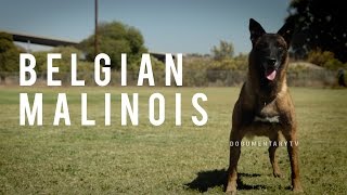 BELGIAN MALINOIS THE SHEPHERD WITH A PIT BULLS SPIRIT [upl. by Salzhauer]