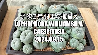 子吹き烏羽玉の植替え Lophophora williamsii v caespitosa 2024 09 15 [upl. by Silvie]