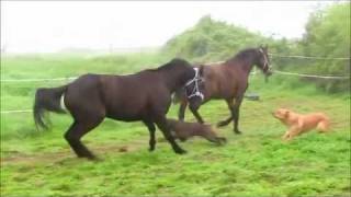 Accident entre cheval et chien [upl. by Gnehp]