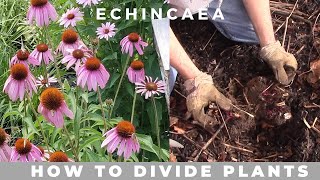 How to Divide Echinacea Purpurea purple coneflower [upl. by Anisamot]